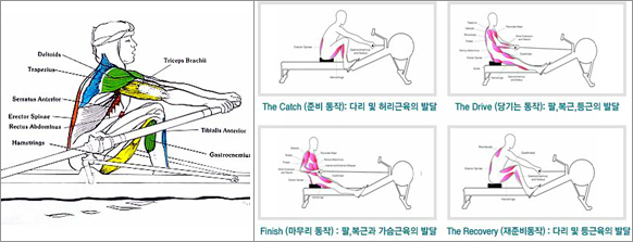 1. The Catch(준비 동작): 다리 및 허리근육의 발달, 2. The Drive (당기는 동작): 팔, 복근, 통근의 발달, 3. Finish(마무리 동작): 팔, 복근과 가슴근육의 발달, 4. The Recovery(재준비동작): 다리 및 등근육의 발달